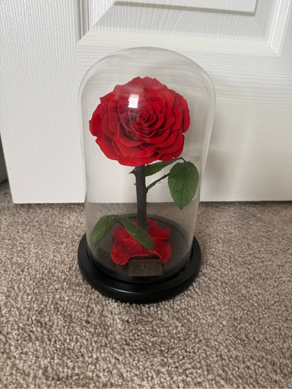 Red rose dream of flowers beauty and the beast
